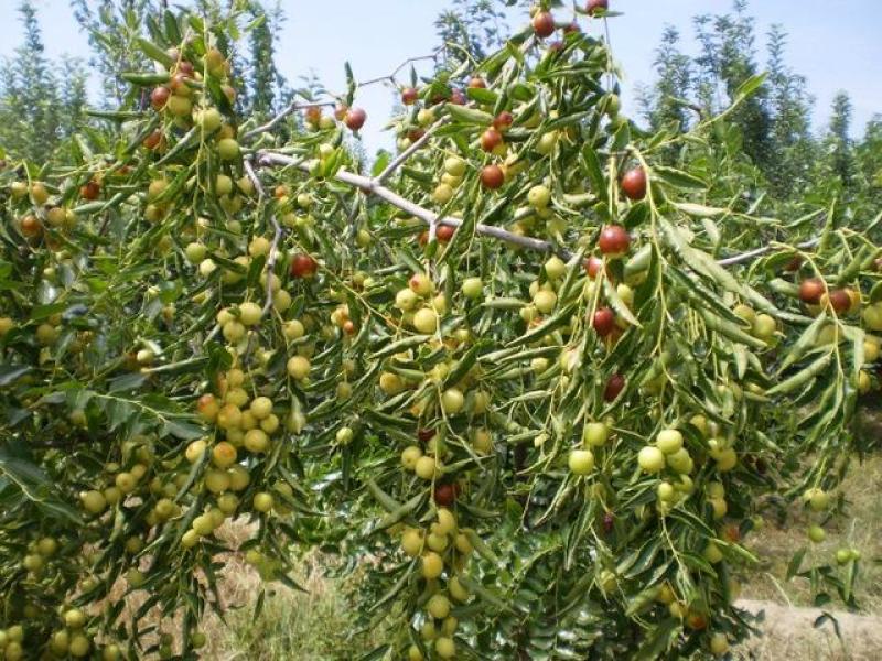 酸枣苗基地直发0.5-1.5公分短枝酸枣树苗