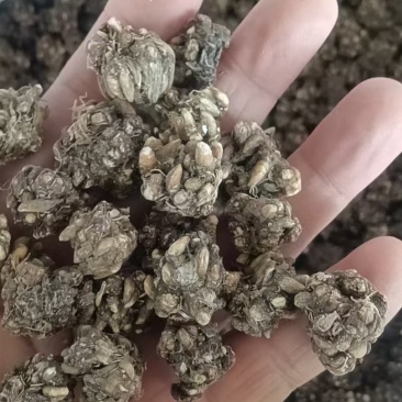 中药材猫爪草