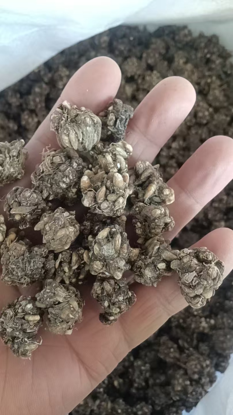 中药材猫爪草
