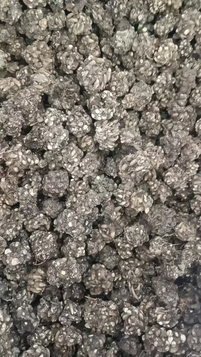 中药材猫爪草