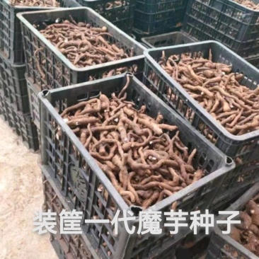 远杂三号（早熟），运杂四号（晚熟）魔芋种，现货现售兼预订
