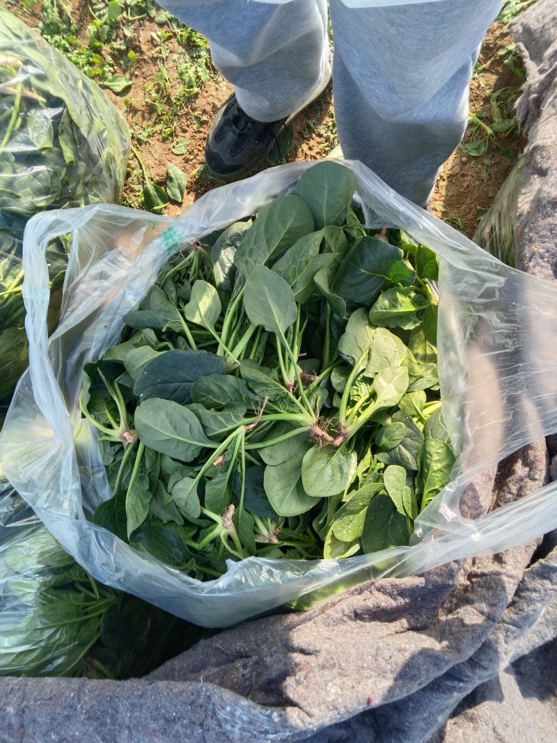 新鲜菠菜上市