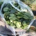 新鲜菠菜上市