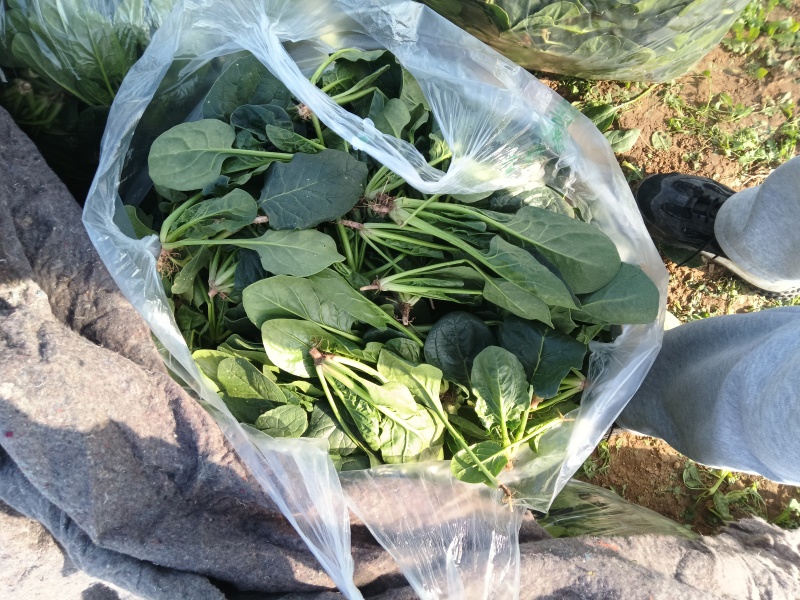 新鲜菠菜上市