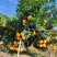 赣南脐橙江西脐橙赣州脐橙大量供应可视频看货欢迎来电