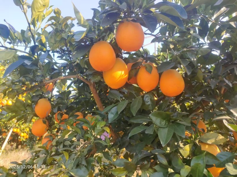 赣南脐橙江西脐橙赣州脐橙大量供应可视频看货欢迎来电
