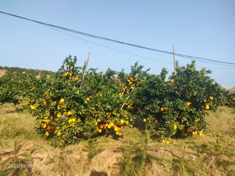 赣南脐橙江西脐橙赣州脐橙大量供应可视频看货欢迎来电