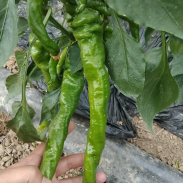 螺丝椒