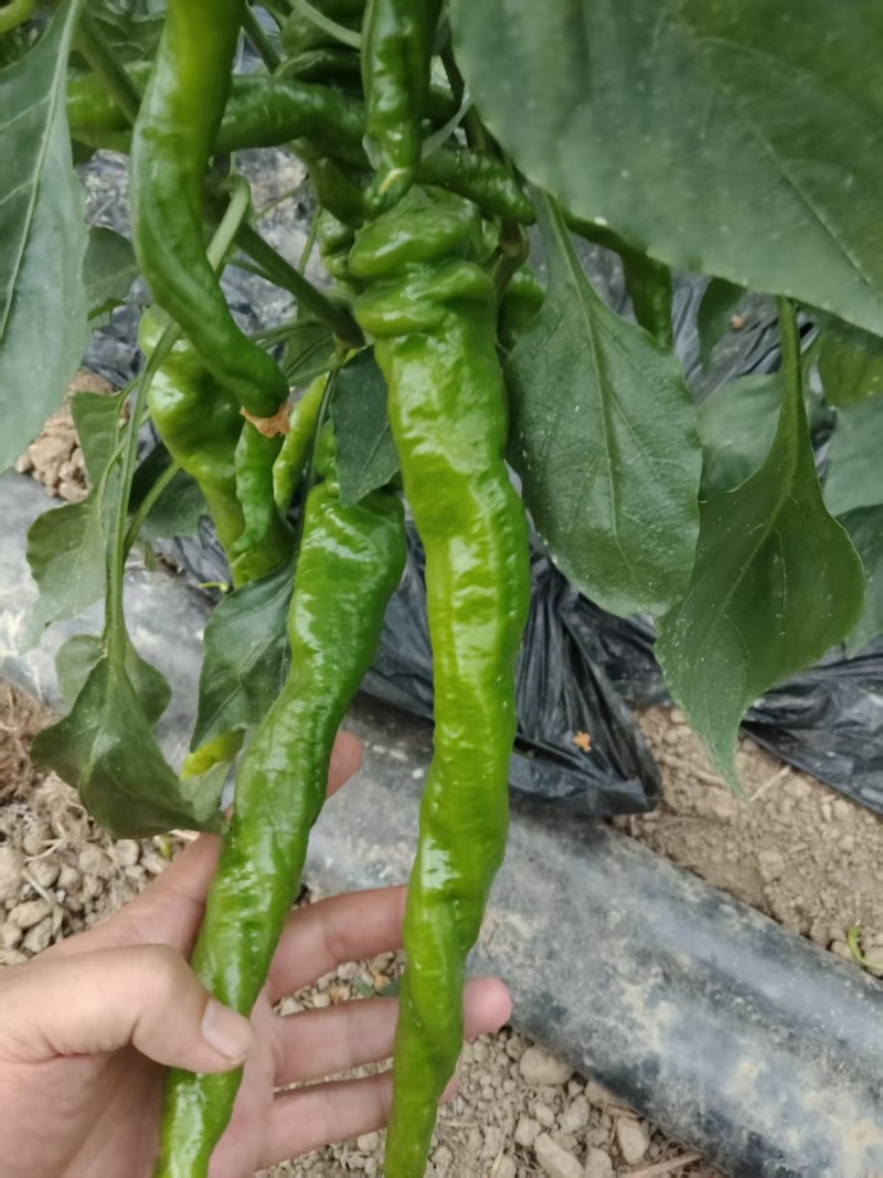 螺丝椒