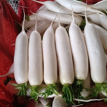 韩国白萝卜大量上市