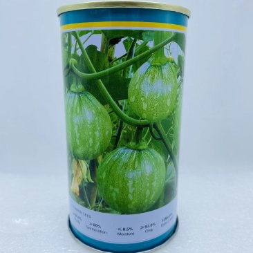 早秀南瓜种子嫩南瓜品种一串铃小南瓜品种种子