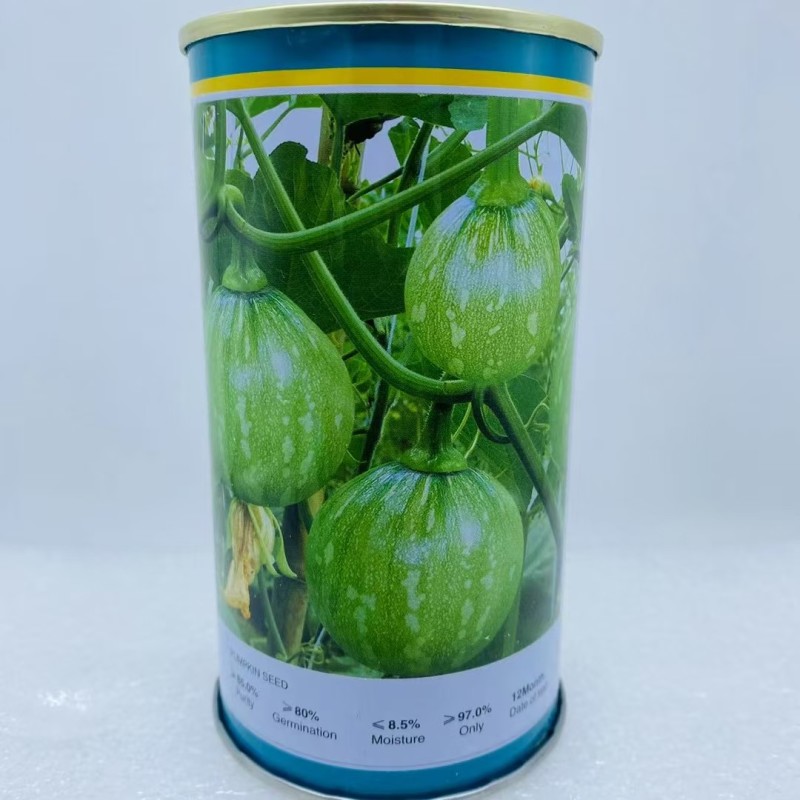 早秀南瓜种子嫩南瓜品种一串铃小南瓜品种种子