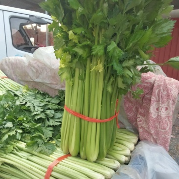 昌黎暖棚芹菜大量供应