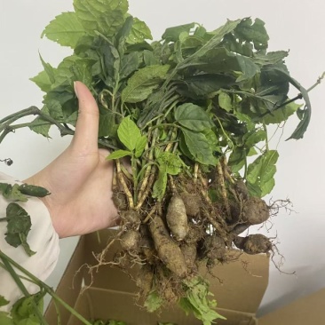 三叶青