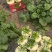 大棚盆菜