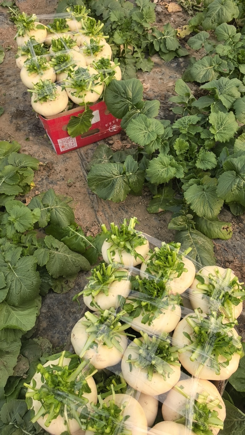 大棚盆菜