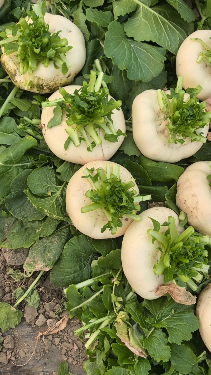 大棚盆菜