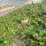 大棚盆菜
