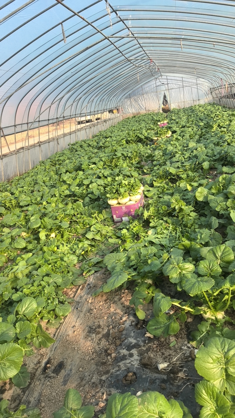 大棚盆菜