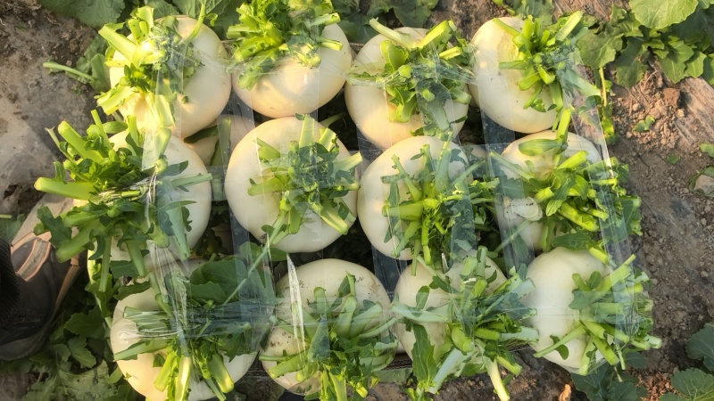大棚盆菜