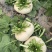 大棚盆菜