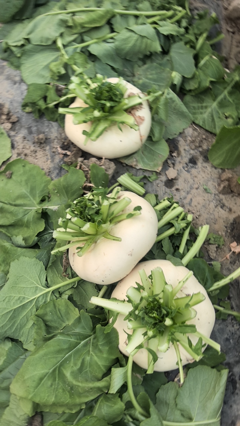 大棚盆菜