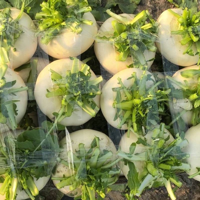 大棚盆菜