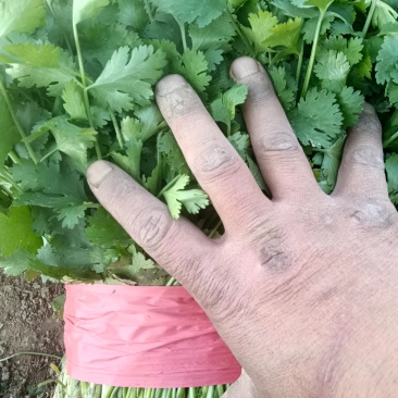 精品大棚香菜上市