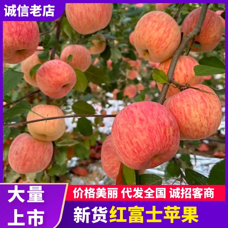 山东精品红富士苹果产地直发口感脆甜价位可协商