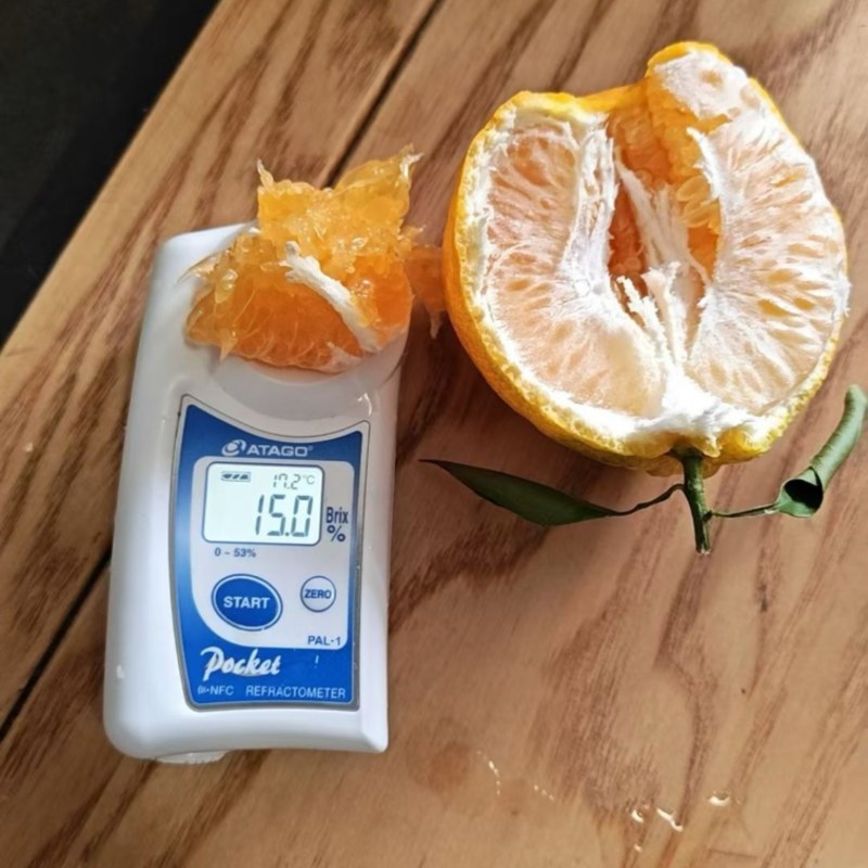 四川乐山春见耙耙柑