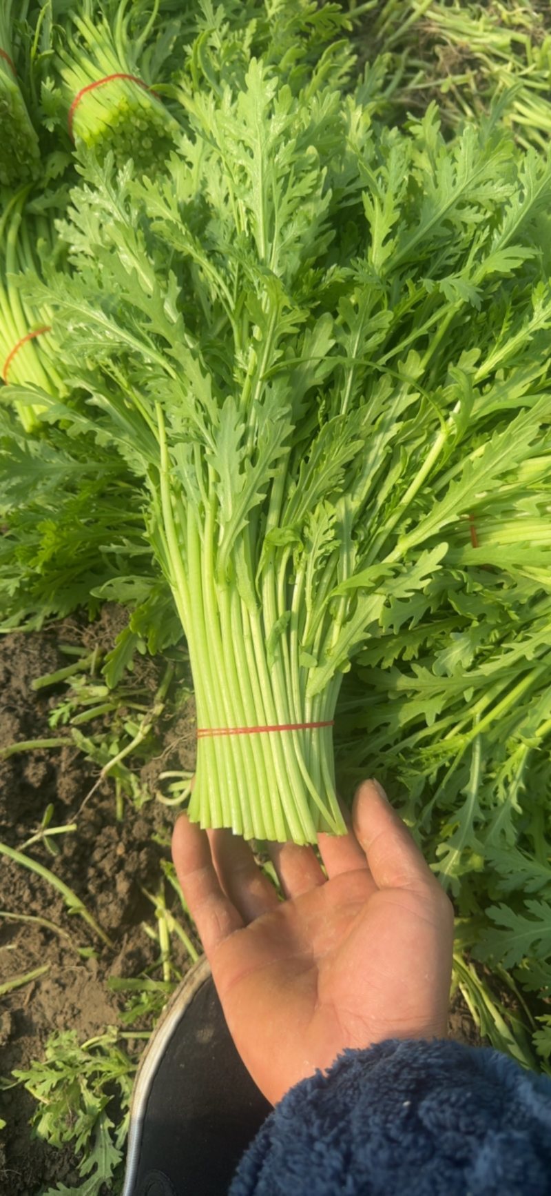 光杆茼蒿