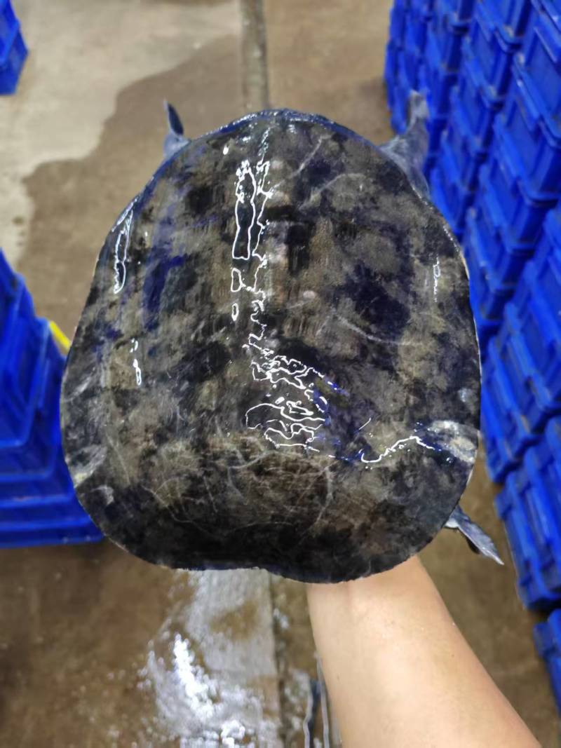 中华鳖公