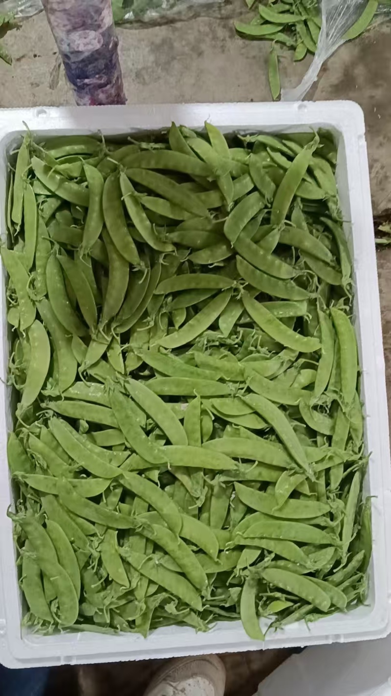 荷兰豆，荚豆，大量上市多种豆类可配车专业代办代收代发全国