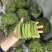 荷兰豆，荚豆，大量上市多种豆类可配车专业代办代收代发全国