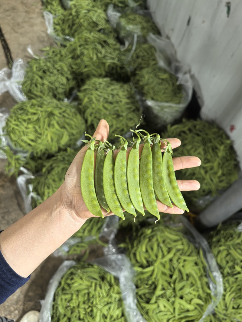 荷兰豆，荚豆，大量上市多种豆类可配车专业代办代收代发全国