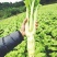 棒菜圆叶棒菜。花叶棒菜四川绵阳。各种做工