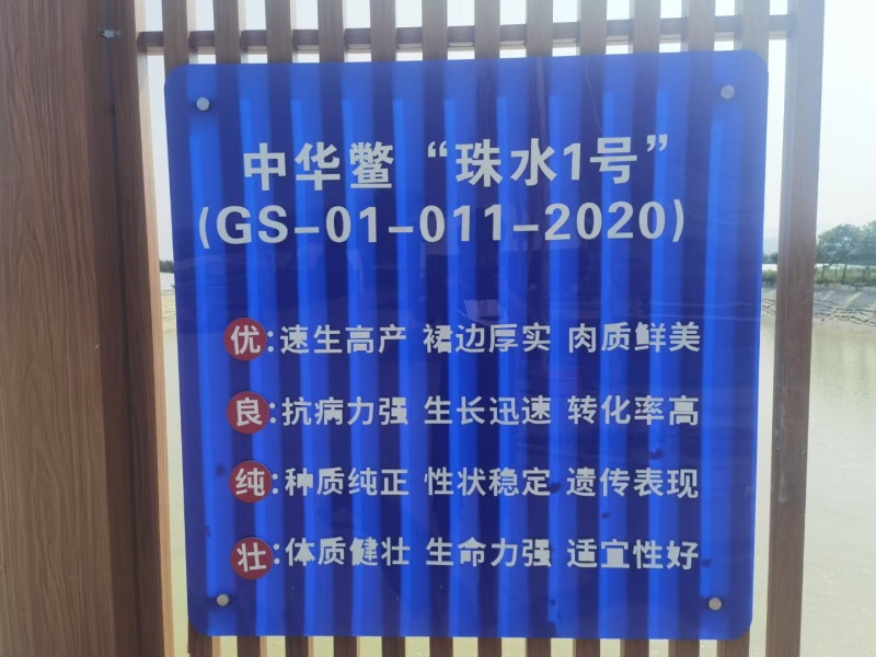 中华鳖公