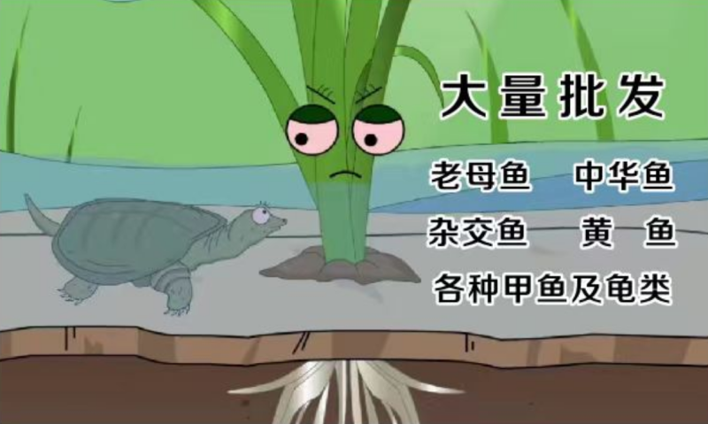 中华鳖公