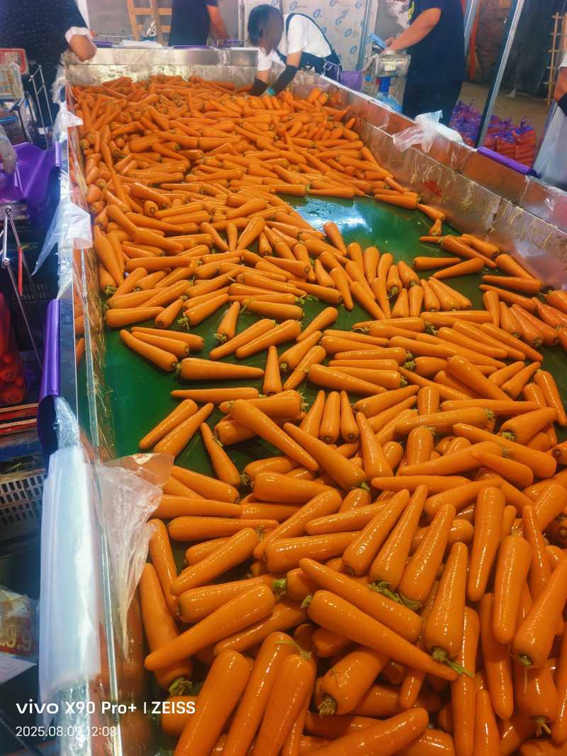 河南水洗胡萝卜各种规格各种包装电商出口场地一手货源