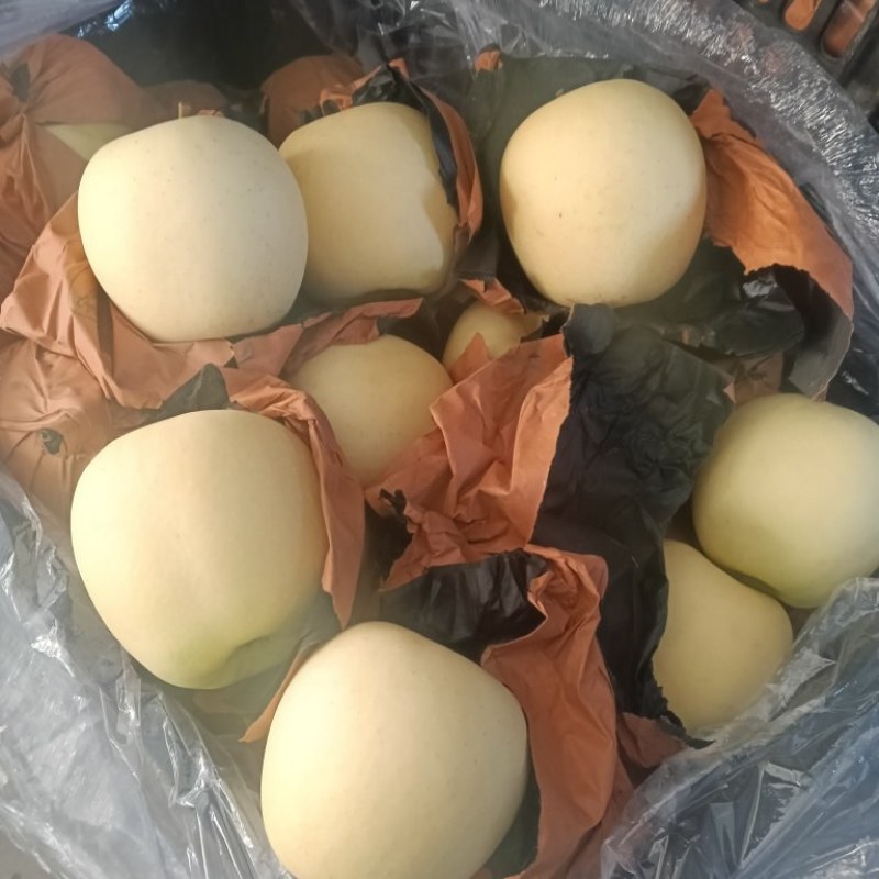 辽宁产区大个干净白黄元帅