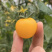 黄圣女果精品好果支持全网一件代发欢迎新老顾客进店抢购