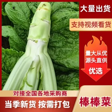 圆叶棒菜四川绵阳圆叶棒菜。肉长无斑版叶棒菜