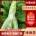 圆叶棒菜四川绵阳圆叶棒菜。肉长无斑版叶棒菜