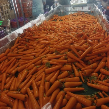 河南水洗胡萝卜各种规格各种包装电商出口场地一手货源