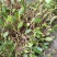 单叶小果橄榄