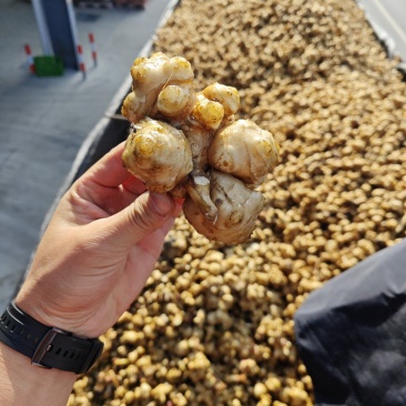 洋姜.菊芋.优质沙土地，洋姜大量供应，自家农场生长