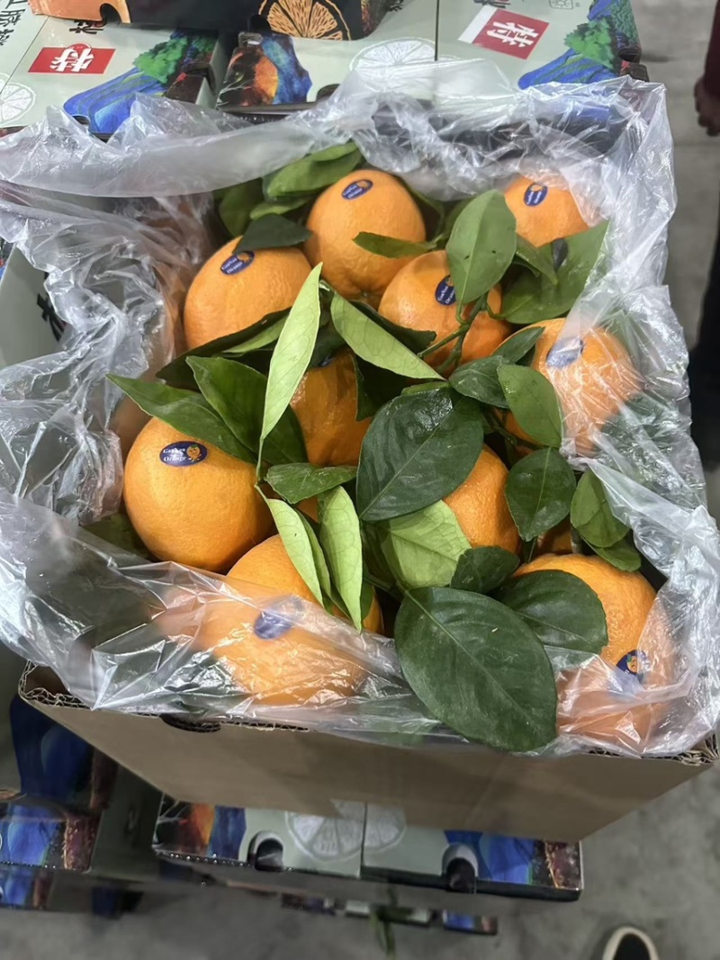 精品纽荷尔脐橙产地直供、精品货源、对接各大市场