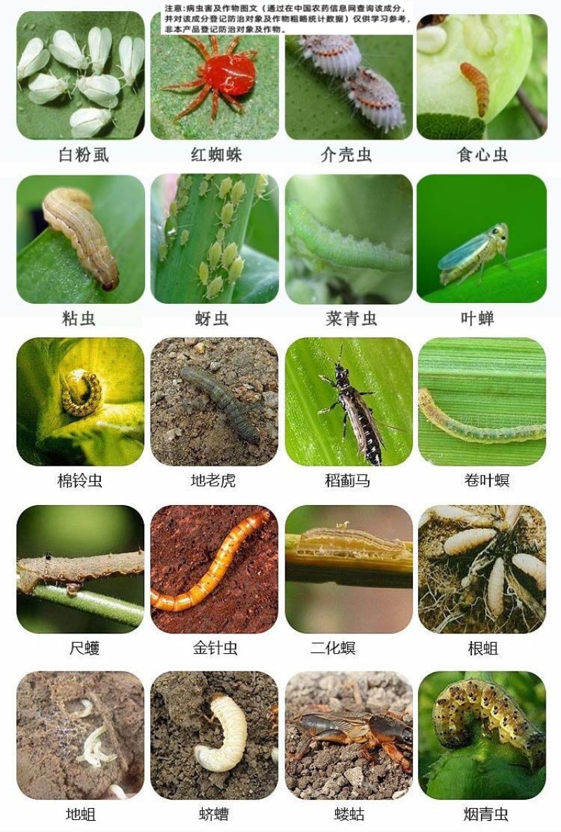 巧喜高效氯氟氰菊酯甘蓝菜青虫地上地下害虫农药杀虫剂