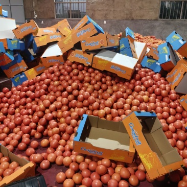 西柚