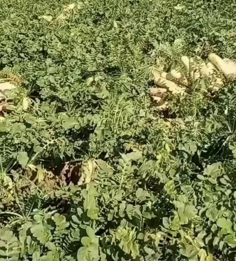 云南本地产新鲜大萝卜